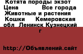 Котята породы экзот › Цена ­ 7 000 - Все города Животные и растения » Кошки   . Кемеровская обл.,Ленинск-Кузнецкий г.